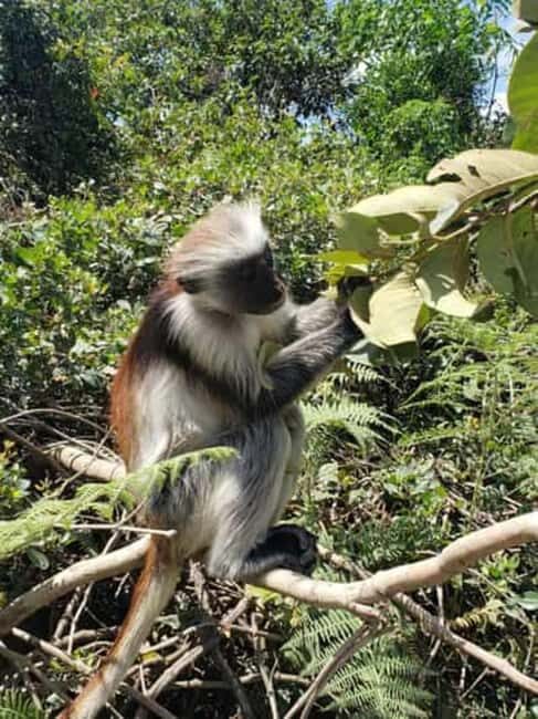 Jozani Forest and Nakupenda SandBank with fruits - Who Should Consider This Tour?