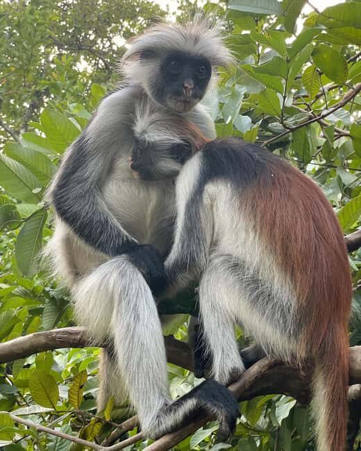 Jozani forest , Kuza cave and mtende beach - What to Expect at Kuza Cave