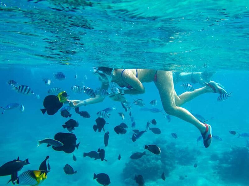 Jozani Forest, Kuza Cave, Blue Lagoon & The Rock Restaurant - Key Points