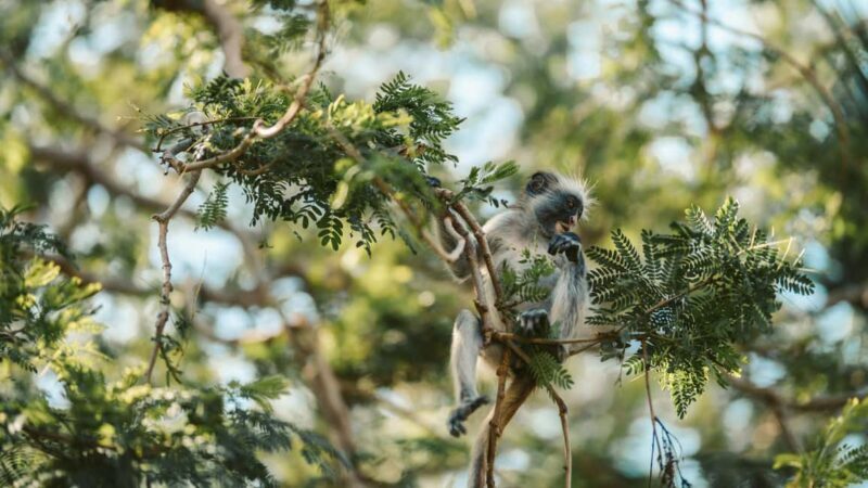 Jozani Forest, Kuza Cave, Blue Lagoon & The Rock Restaurant - Who Is This Tour Best For?