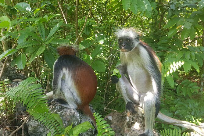 Jozani Forest, Kuza Cave, Paje Beach and The Rock Restaurant - Jozani Forest: Encounter with Zanzibar’s Endemic Red Colobus Monkeys