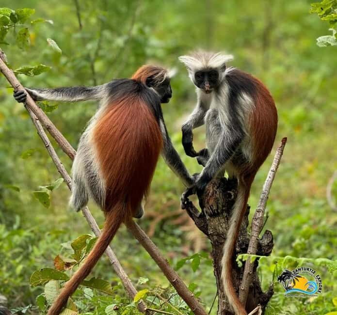 Jozani Forest, Kuza Cave, Salaam Caves & The Rock Restaurant - FAQ