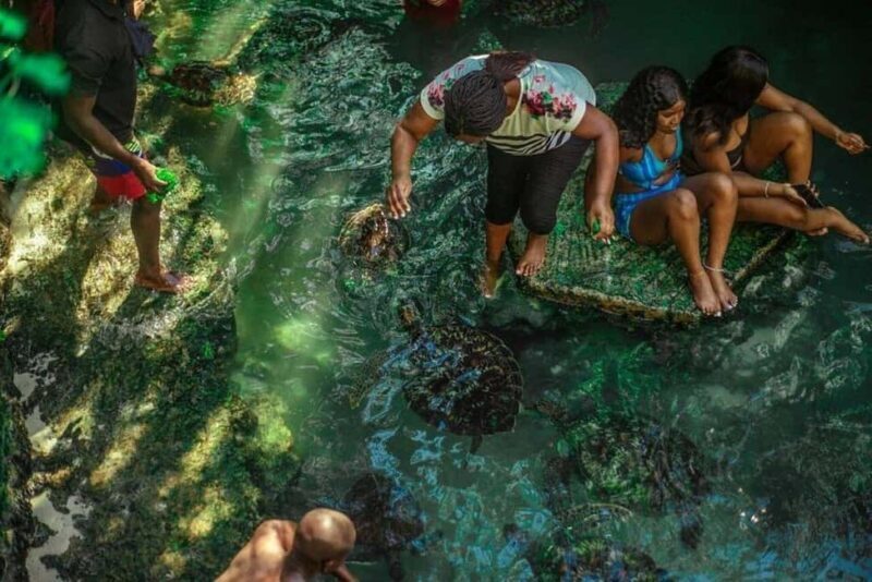 Jozani Forest, Mangrove Kayaking & Sea Turtles Aquarium - Introduction: What This Tour Offers