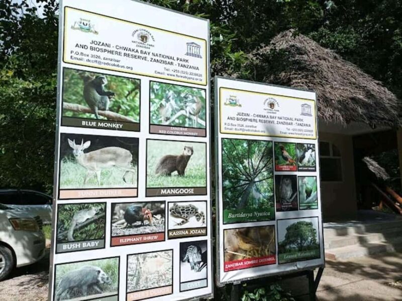 Jozani Forest, Mangrove Kayaking & Sea Turtles Aquarium - Practical Tips for Your Day