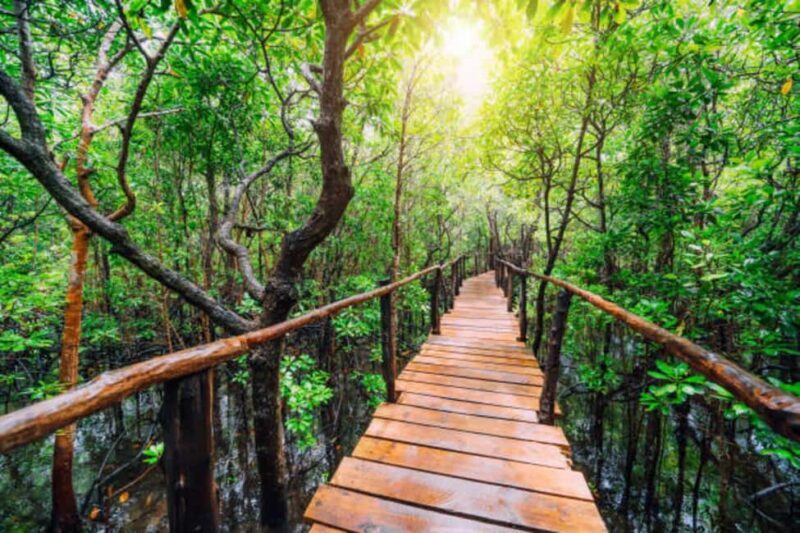 Jozani forest national park,Kuza cave and Paje beach - Key Points
