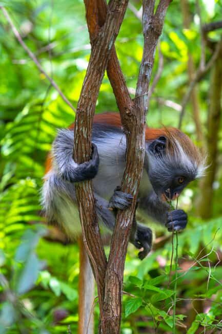 Jozani forest national park,Kuza cave and Paje beach - Exploring Jozani Forest National Park