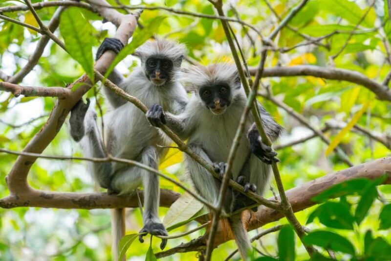 Jozani forest national park,Kuza cave and Paje beach - Paje Beach: Relaxation and Stunning Scenery