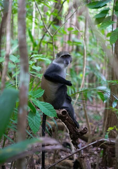 Jozani forest national park,Kuza cave and Paje beach - Final Thoughts: Who Will Enjoy This Tour?