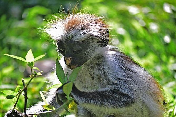 Jozani Forest Reserve Half-Day Guided Tour from Zanzibar - The Real Value of the Experience