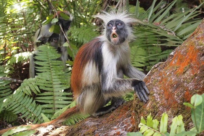 Jozani Forest Reserve Half-Day Guided Tour from Zanzibar - Who Will Love This Tour?