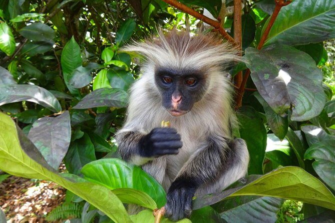 Jozani Forest Reserve Half-Day Guided Tour from Zanzibar - The Sum Up