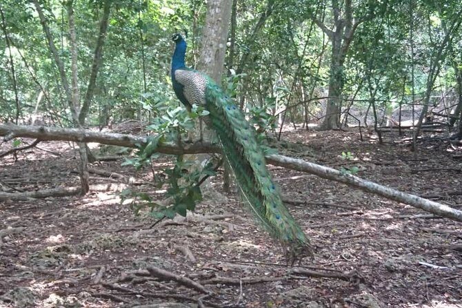 Jozani Forest Reserve Half-Day Guided Tour from Zanzibar - FAQ