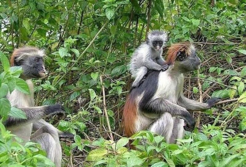 Jozani forest, spice farm and stone town with night market. - Exploring Zanzibar’s Natural Wonders at Jozani Forest