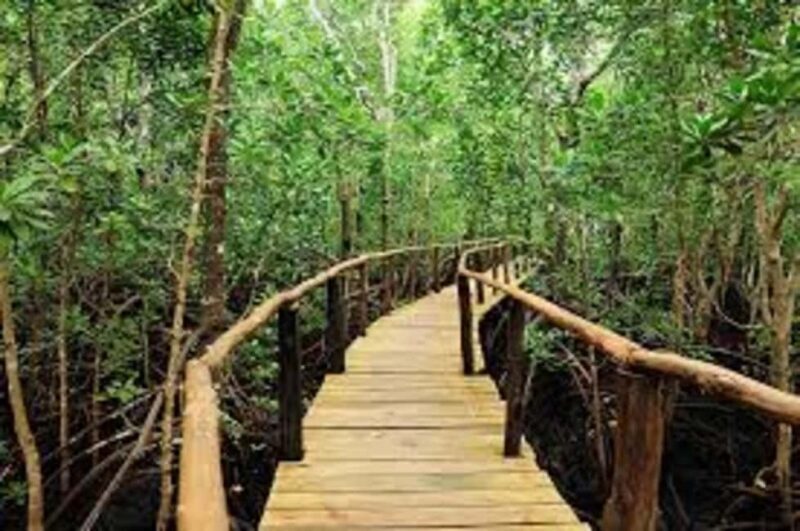 Jozani forest, spice farm and stone town with night market. - Evening Delights at Forodhani Night Market