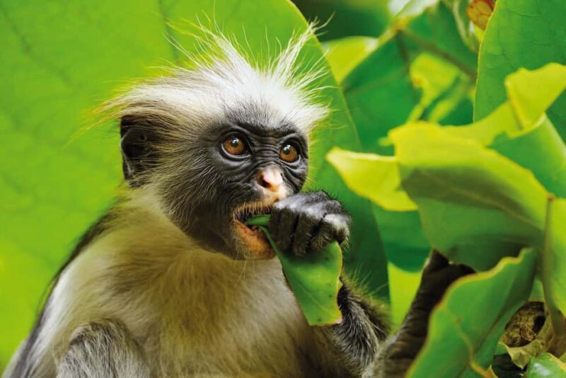 Jozani Forest, Stone Town with Lunch, Night Fish Market - Who Is This Tour Best For?