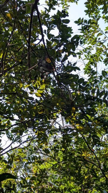 Jozani Forest, The Rock,Spice farm with lunch & Stone Town. - An Overview of the Day’s Journey