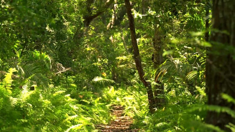 Jozani Forest Tour - Key Points