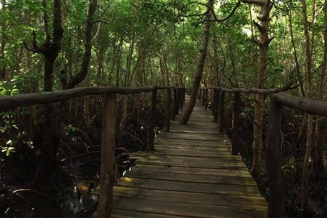 Jozani Forest Tour - The Practicalities: Logistics, Cost, and Comfort