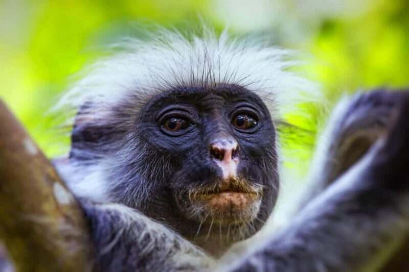 Jozani Forest Tour with Lunch Break, Kuza Cave , The Rock - Jozani Forest: Encounter with the Red Colobus Monkeys