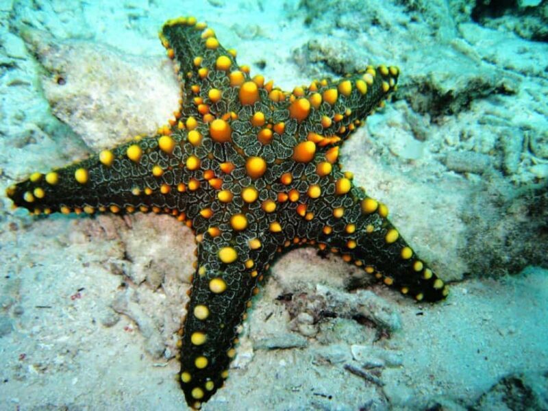 Jozani Forest Tour with Lunch, Starfish Adventure, The Rock - Frequently Asked Questions