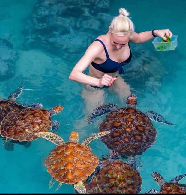 Jozani forest, Visit Sea turtles Sanctuary and Stone town - Discovering Jozani Forest: The Heart of Zanzibar’s Wildlife