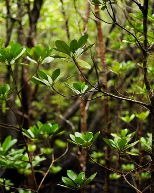 Jozani forest walking tour - Key Points
