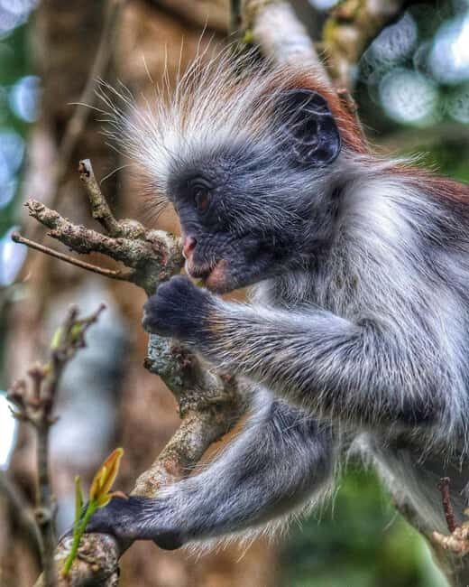 Jozani forest walking tour - An In-Depth Look at the Jozani Forest Walking Tour