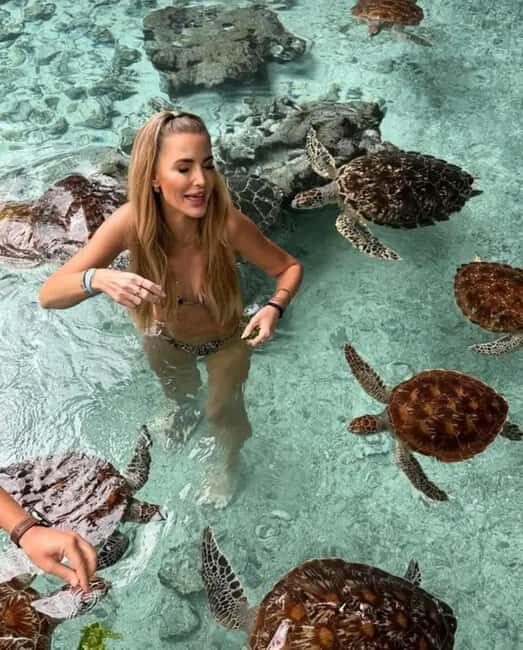 Jozani Forest,Star fish and Sea turtles Sanctuary tour - An In-Depth Look at the Tour Experience