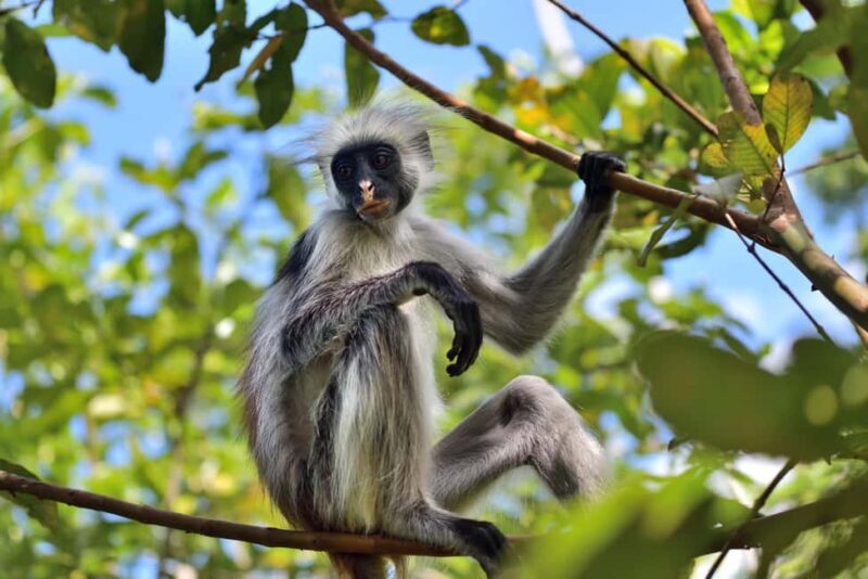 Jozani Monkey Forest & Malum Cave Swimming - Key Points