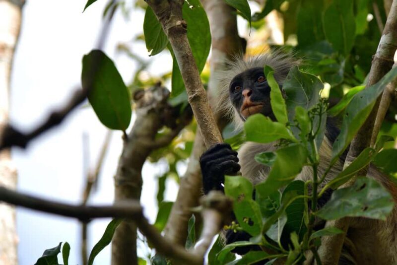 Jozani Monkey Forest & Malum Cave Swimming - Exploring the Tour: A Deep Dive
