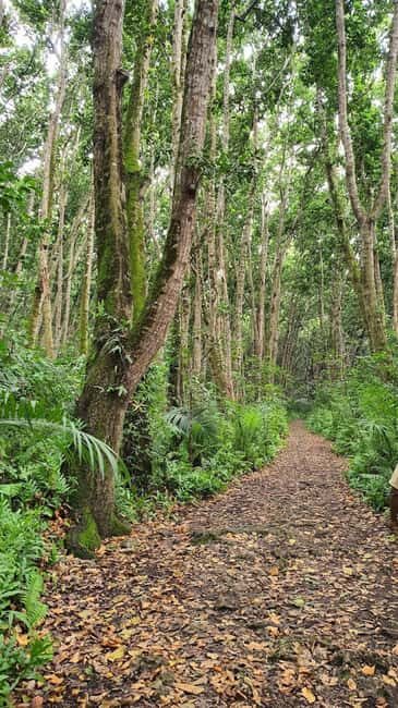 Jozani national,saalam cave and Mtende beach - Key Points