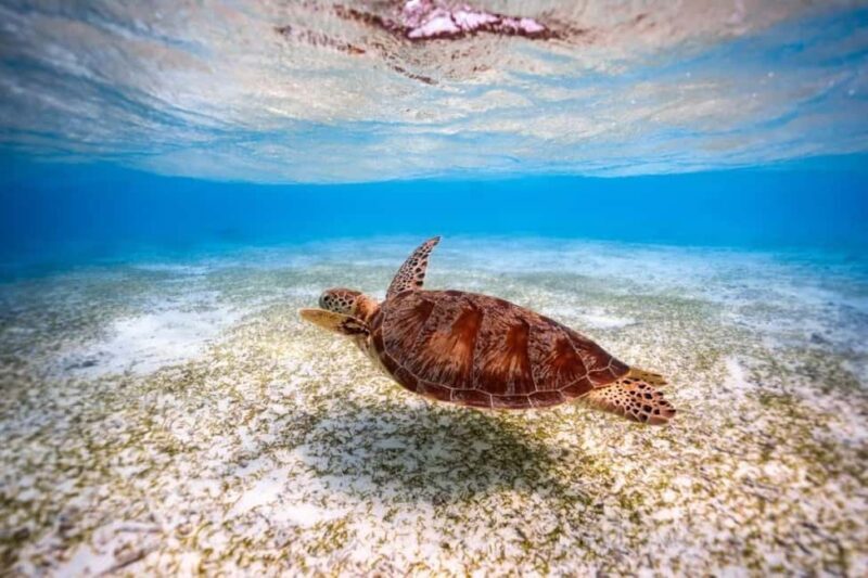 Jozani, Salaam, Starfish, Snorkeling, The Rock, Kuza, Paje - Who Should Consider This Tour?
