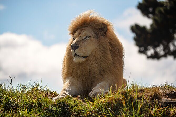 Jukani Wildlife Sanctuary Admission with Guided Tour - Why the Price Is Worth It