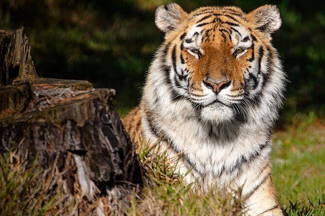Jukani Wildlife Sanctuary Admission with Guided Tour - Practical Tips for Visitors