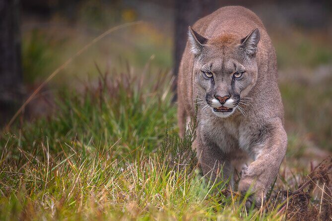 Jukani Wildlife Sanctuary Admission with Guided Tour - FAQ