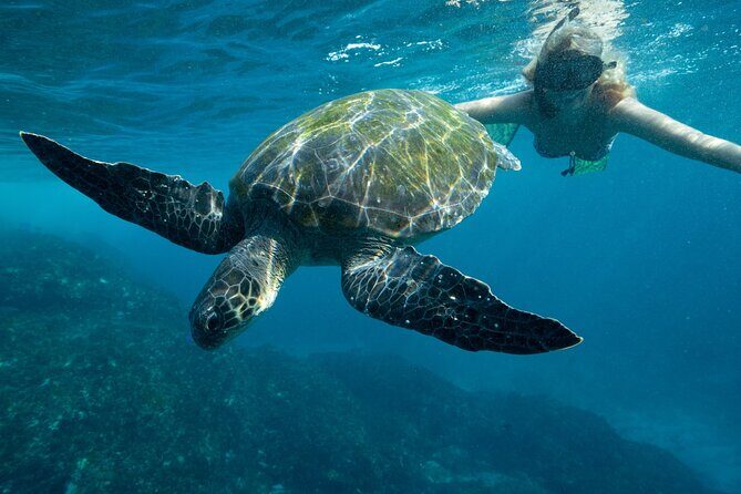 Julian Rocks: Premier Snorkeling Tour Byron Bay - What the Reviews Say
