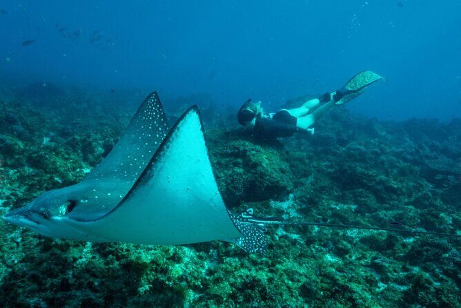 Julian Rocks: Premier Snorkeling Tour Byron Bay - Pricing and Value