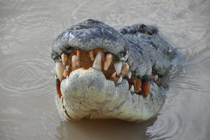 Jumping Crocodile Cruise with lunch - A Practical Overview of the Experience