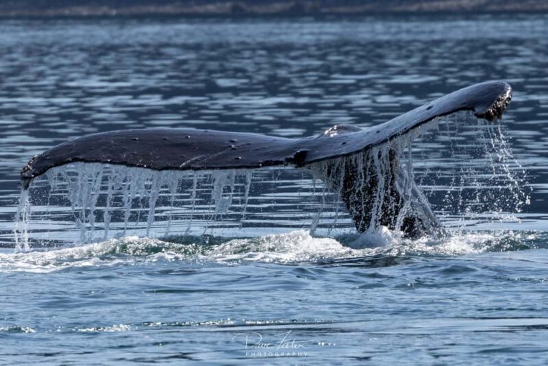 Juneau: 3.5-Hour Small Group Whale Watching Tour - Key Points