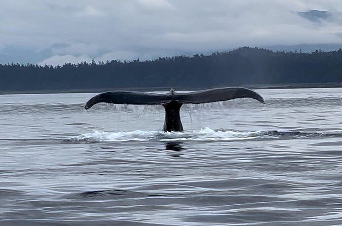 Juneau Jetski & Whale Adventure - The Authenticity and Unique Experience