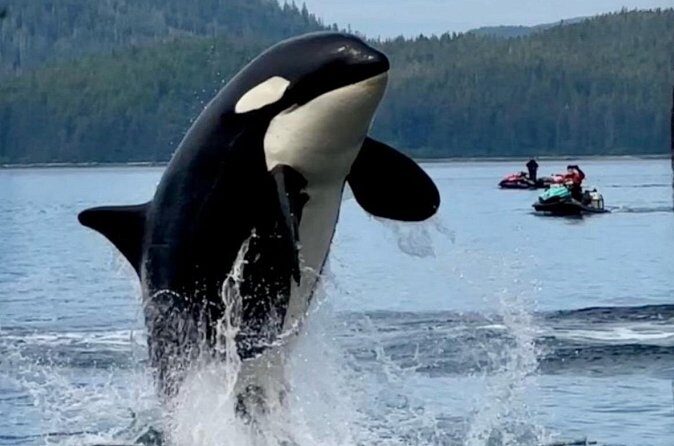 Juneau Jetski & Whale Adventure - Final Thoughts
