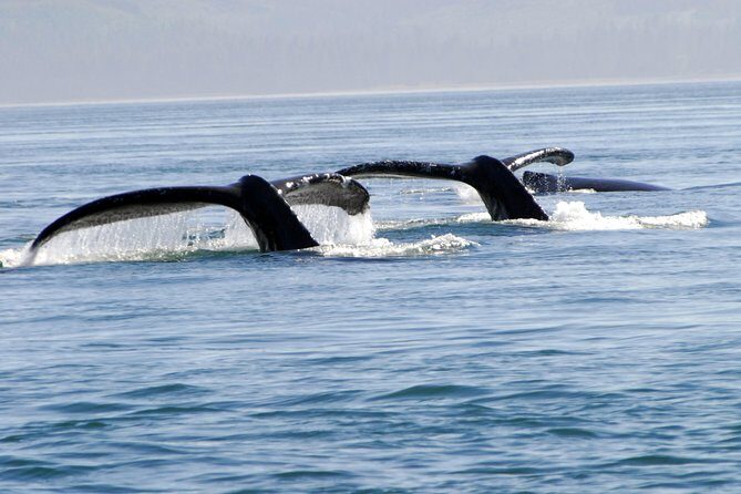 Juneau Lighthouse Tours - Whale watching & Lighthouse Combo - Key Points