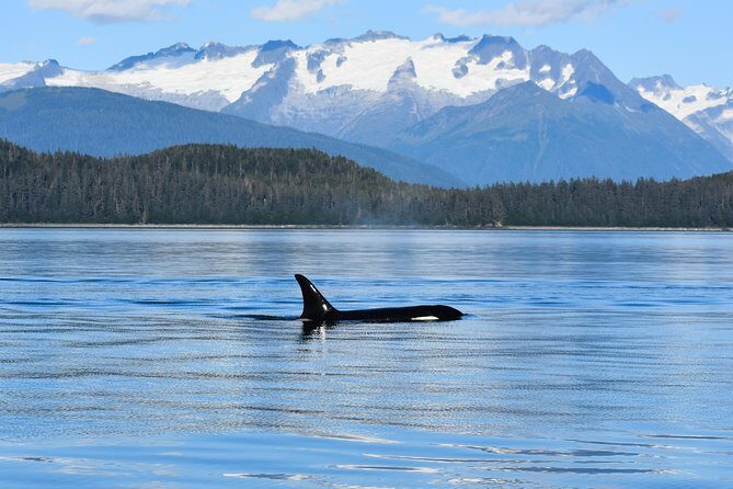 Juneau Lighthouse Tours - Whale watching & Lighthouse Combo - Who is This Tour Best For?