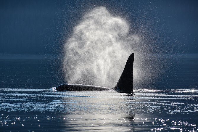 Juneau Lighthouse Tours - Whale watching & Lighthouse Combo - FAQ