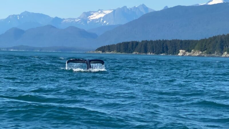 Juneau: Mendenhall Glacier and Whale Watching Tour - A Closer Look at the Itinerary