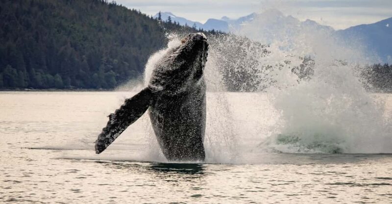 Juneau: Mendenhall Glacier Waterfall & Whale Watching Tour - An In-Depth Look at the Juneau Mendenhall Glacier Waterfall & Whale Watching Tour