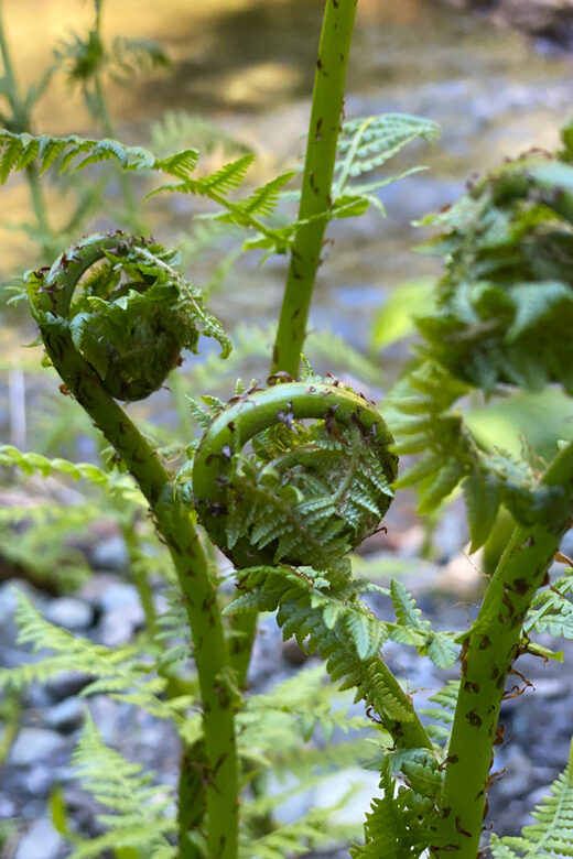 Juneau: Rainforest Photo Safari on a Segway - What to Expect on the Tour