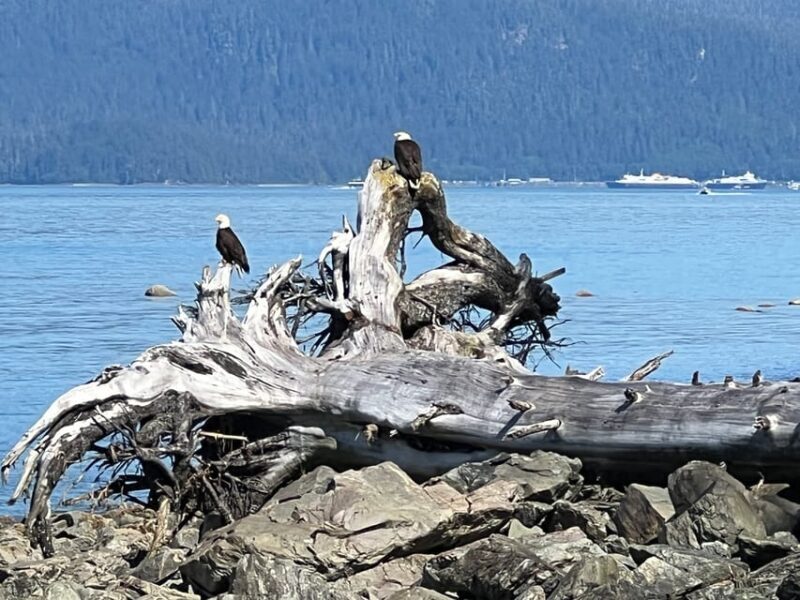 Juneau: Rainforest Photo Safari on a Segway - FAQs
