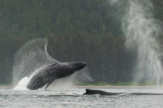 Juneau Shore Excursion: Paddle with Whales Kayak Adventure - Key Points: