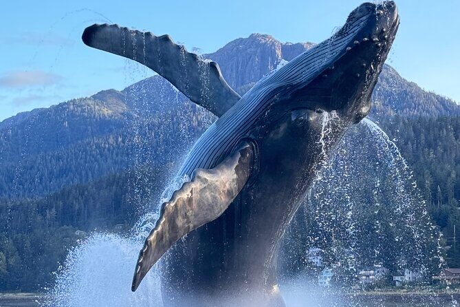 Juneau Top Sight Seeing Private Tour - A Deep Dive into the Juneau Private Tour Experience